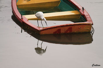 Egret, Plover Cove Country Park, Hong Kong - Kostenloses image #457903